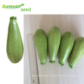 Light long green  vegetable cucurbita pepo hybrid summer squash seeds